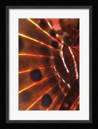 Framed Flaming Flyer - Palau, Micronesia Print