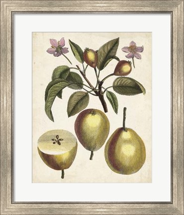 Framed Antique Pear Study III Print