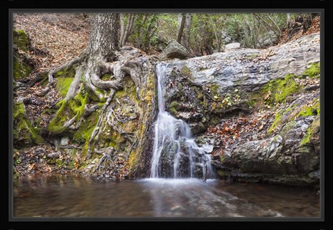 Framed Roots of Nature Print