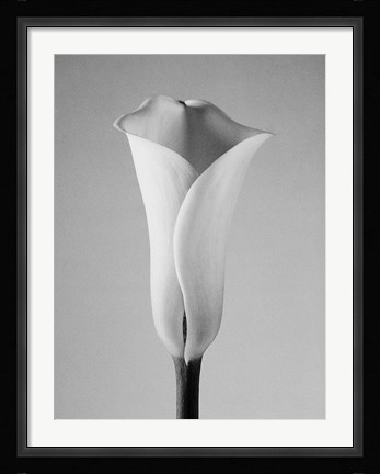 Framed Calla No. 1 Print