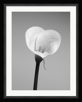 Framed Calla No. 2 Print
