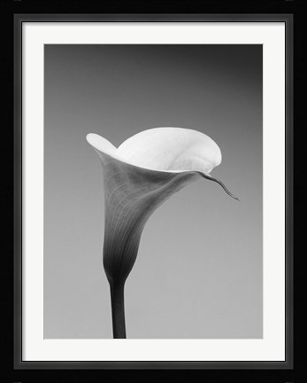 Framed Calla No. 3 Print