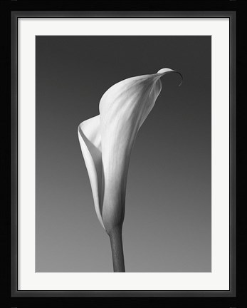 Framed Calla No. 4 Print