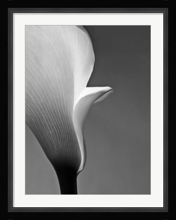 Framed Calla No. 5 Print