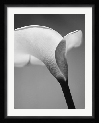 Framed Calla No. 6 Print