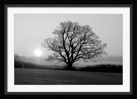 Framed Meadow Tree Print