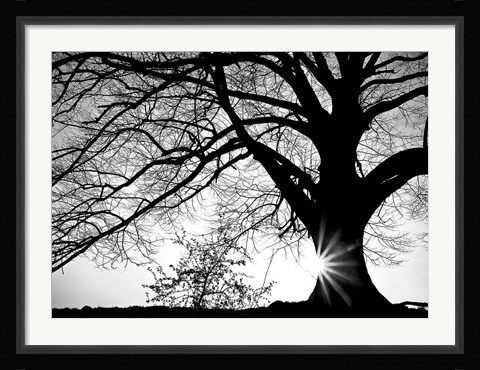 Framed Oak Silhouette Print