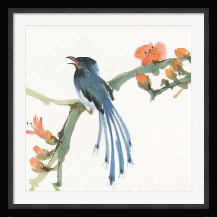 Framed Formosan Blue Magpie Print