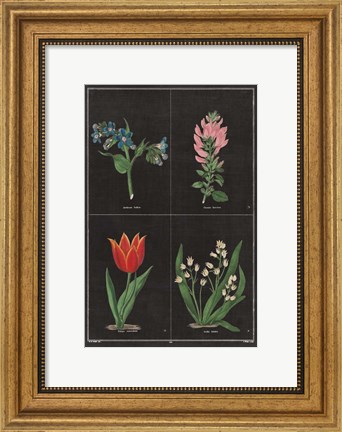 Framed Botanical on Black Chart III Print