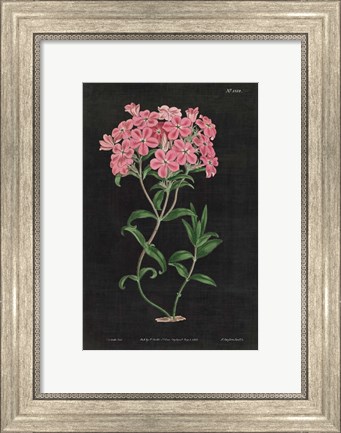 Framed Botanical on Black Chart VI Print
