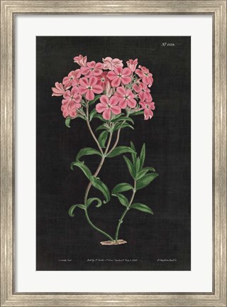 Framed Botanical on Black Chart VI Print