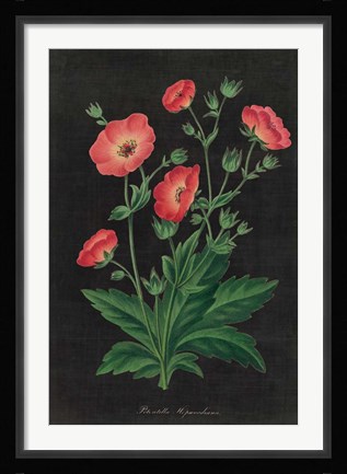 Framed Botanical on Black Chart XII Print