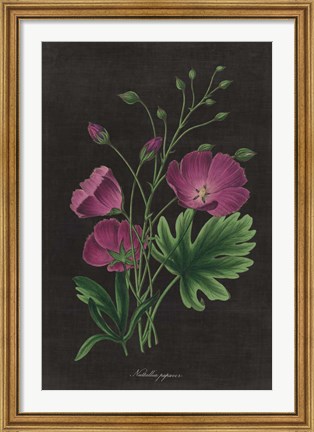Framed Botanical on Black Chart XIII Print