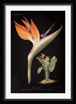 Framed Strelitzia Reginoe on Black Print