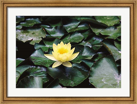 Framed Water Lilly Print
