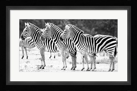 Framed Trio of Zebras Print