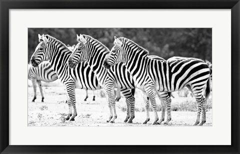 Framed Trio of Zebras Print
