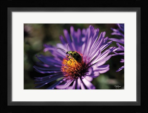 Framed Purple Flower Print