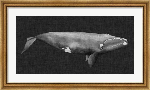 Framed Inverted Whale II Print