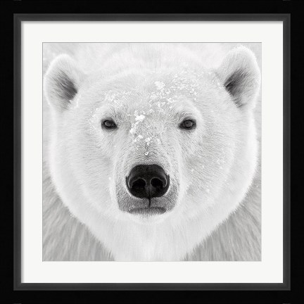 Framed Polar Bear Print