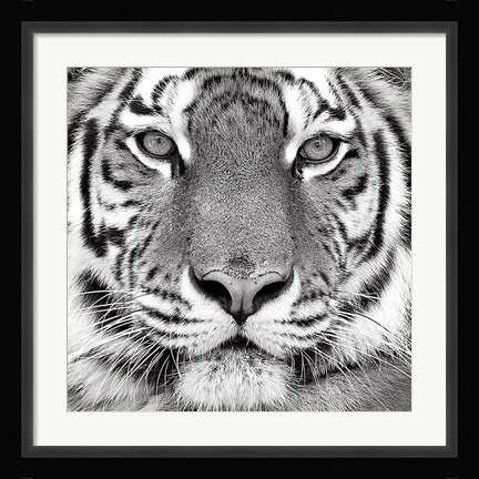 Framed Tiger Print