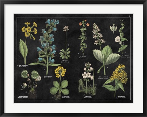 Framed Botanical Floral Chart I Black and White Print