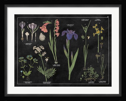 Framed Botanical Floral Chart II Black and White Print