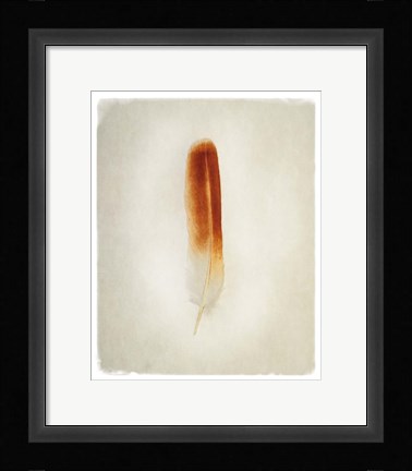 Framed Feather II Print