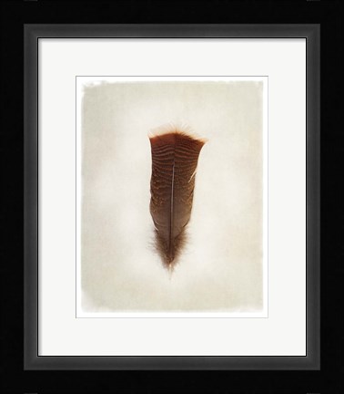 Framed Feather III Print