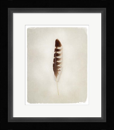Framed Feather IV Print