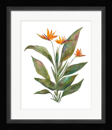 Framed Bright Bromeliad Print