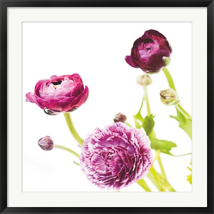 Framed Spring Ranunculus II Print