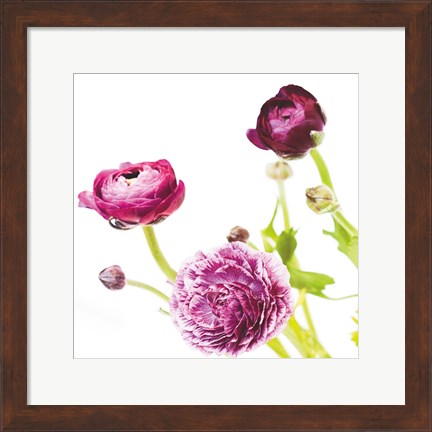 Framed Spring Ranunculus II Print