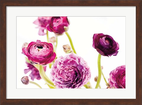 Framed Spring Ranunculus IV Print