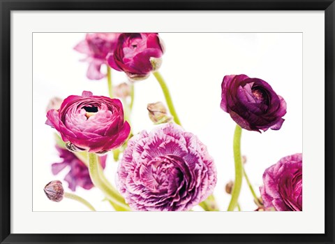 Framed Spring Ranunculus IV Print