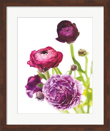 Framed Spring Ranunculus VI Print