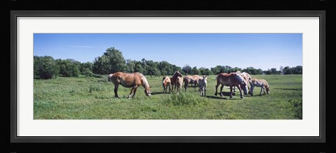 Framed Belgium horses in a Minnesota field Print