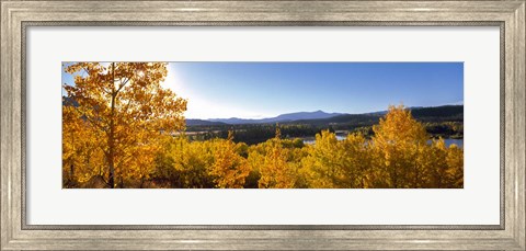 Framed Trees at Oxbow Bend, Grand Teton National Park, Wyoming Print