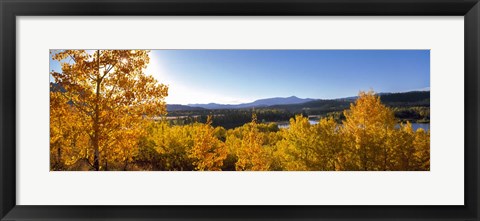 Framed Trees at Oxbow Bend, Grand Teton National Park, Wyoming Print