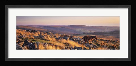 Framed Pony at Staple Tor, Devon, England Print