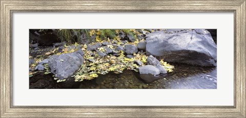 Framed Pilot Creek , Humboldt County, California Print