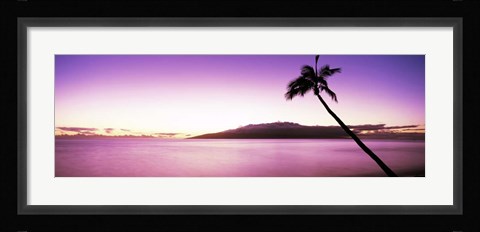 Framed Palm Tree on Purple, Maui, Hawaii Print