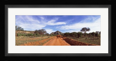 Framed Elephant in Tsavo East National Park, Kenya Print