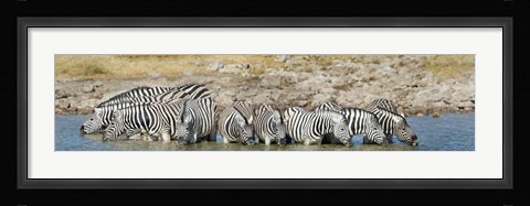 Framed Burchell's Zebras, Etosha National Park, Namibia Print