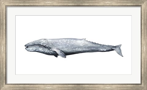Framed Whale Portrait IV Print