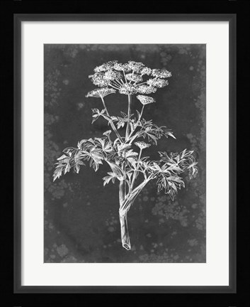 Framed Slate Floral II Print