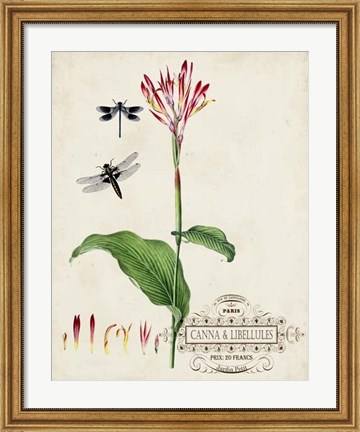 Framed Canna &amp; Dragonflies II Print