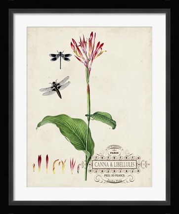 Framed Canna &amp; Dragonflies II Print