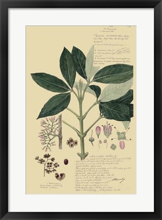 Framed Descubes Tropical Botanical II Print