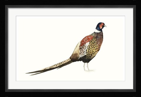 Framed Watercolor Pheasant I Print